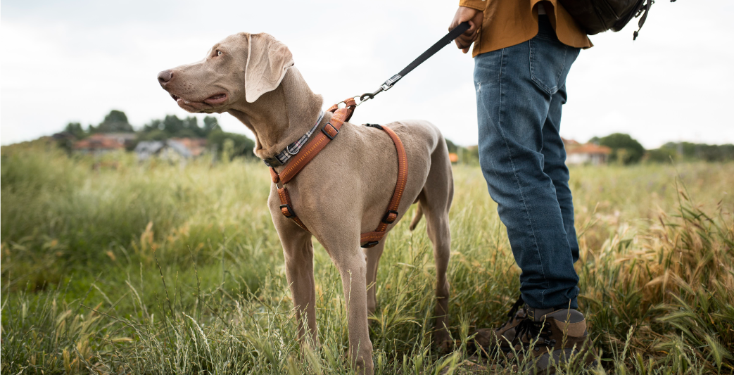 Healthy dog on walk