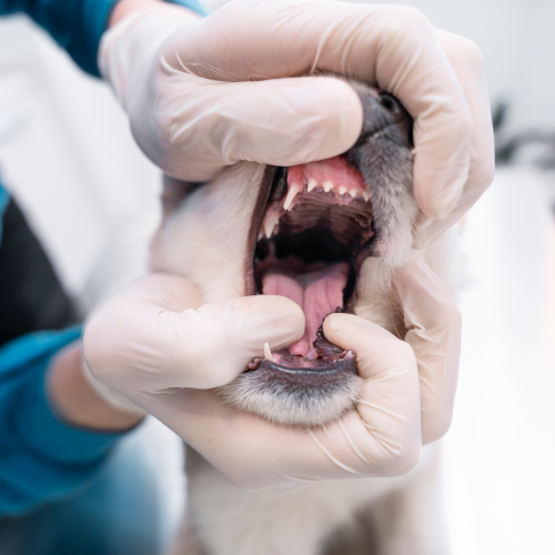 Dog showing vet healthy teeth