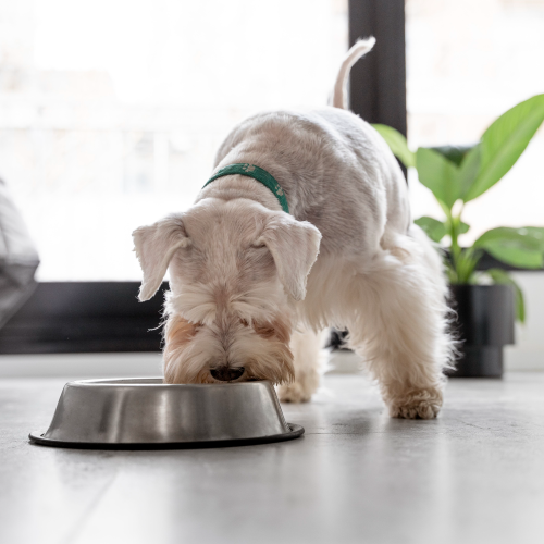 Healthy dog eating from a bowl