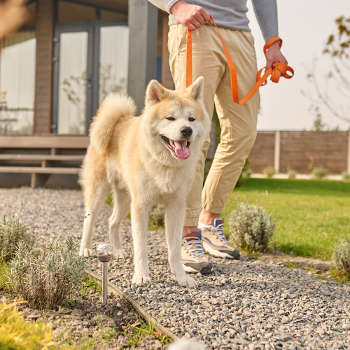 Dog with healthy and shiny coat being walked