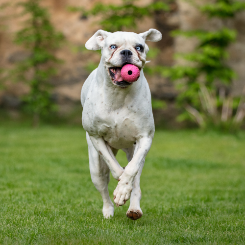 Happy Dog running with ball