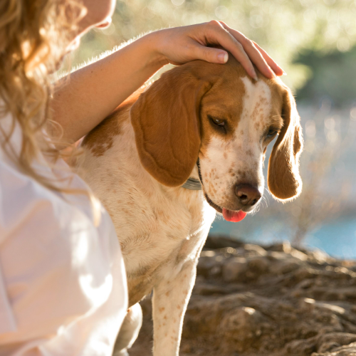 Healthy dog